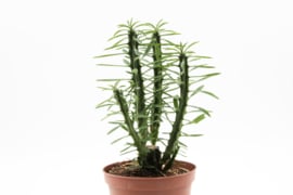 Euphorbia Loricata medium