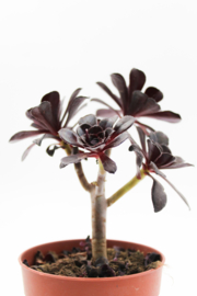 Aeonium arboreum var. atropurpureum ''Schwarzkopf'' Bonsai!