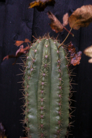 Cactussen en vetplanten in de herfst