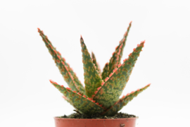 Aloe  Starfire Carola Vetplant