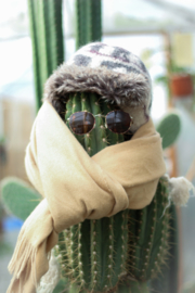 Cactussen en vetplanten in de winter