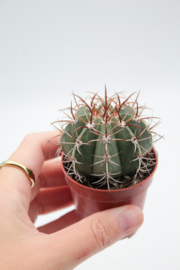 Melocactus pachyacanthus small