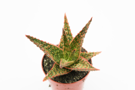 Aloe  Starfire Carola Vetplant