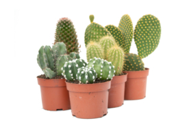 Interieur set (10,5 cm) 5st Cactus