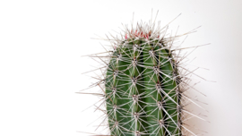 Pachycereus Pringlei cactus