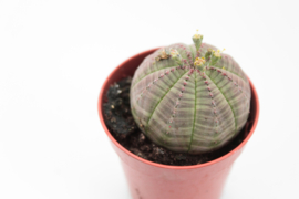 Euphorbia Obesa small