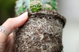Wortelcheck en bewortelen van cactussen en vetplanten