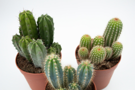 Interieur set (12 cm) 3st Cactus