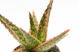 Aloe  Starfire Carola Succulent