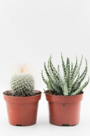 Cactus en vetplant mix 2 stuks in 10,5cm kweekpot