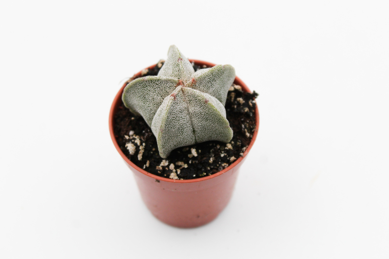 Astrophytum Myriostigma Cactus klein