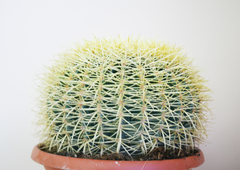 Echinocactus Grussonii Cactus Groot