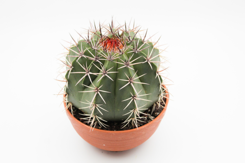 Melocactus pachyacanthus groot