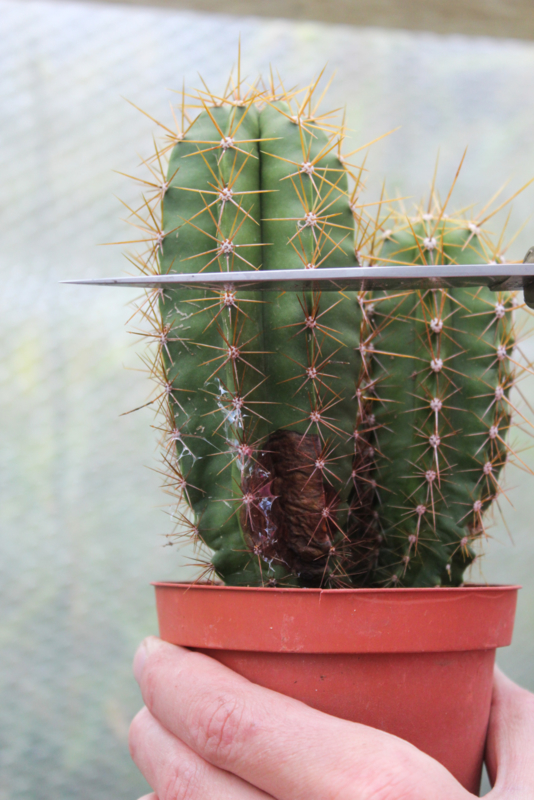 Cactussen stekken. Hoe stek ik een cactus Blogs Ikhebeencactus