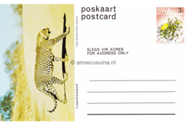 Zuid-Afrika Onbeschreven Poskaart / Postcard Luiperd / Leopard in plastic beschermhoesje