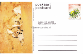 Zuid-Afrika Onbeschreven Poskaart / Postcard Leeuwyfie en welpe / Lioness and cubs in plastic beschermhoesje