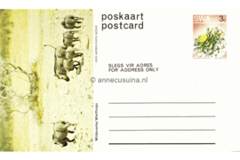 Zuid-Afrika Onbeschreven Poskaart / Postcard Wildevarke / Warthogs in plastic beschermhoesje