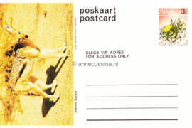 Zuid-Afrika Onbeschreven Poskaart / Postcard Jakkals / Jackal in plastic beschermhoesje