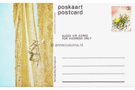 Zuid-Afrika Onbeschreven Poskaart / Postcard Springbokke / Springbuck in plastic beschermhoesje