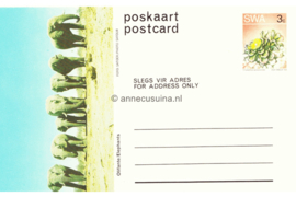 Zuid-Afrika Onbeschreven Poskaart / Postcard Olifante / Elephants in plastic beschermhoesje