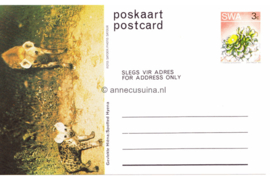 Zuid-Afrika Onbeschreven Poskaart / Postcard Gevekte Hiëna / Spotted Hyena in plastic beschermhoesje