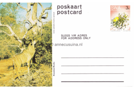 Zuid-Afrika Onbeschreven Poskaart / Postcard Koedoe / Kudu in plastic beschermhoesje