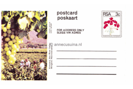 Zuid-Afrika Onbeschreven Poskaart / Postcard Wingerd, Hexriviervallei / Vineyard, Hex River Valley in plastic beschermhoesje