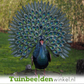 Metalen tuinbeeld  "De mooie pauw" TBW18220me