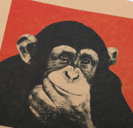 Vintage poster chimpasee - aapjes