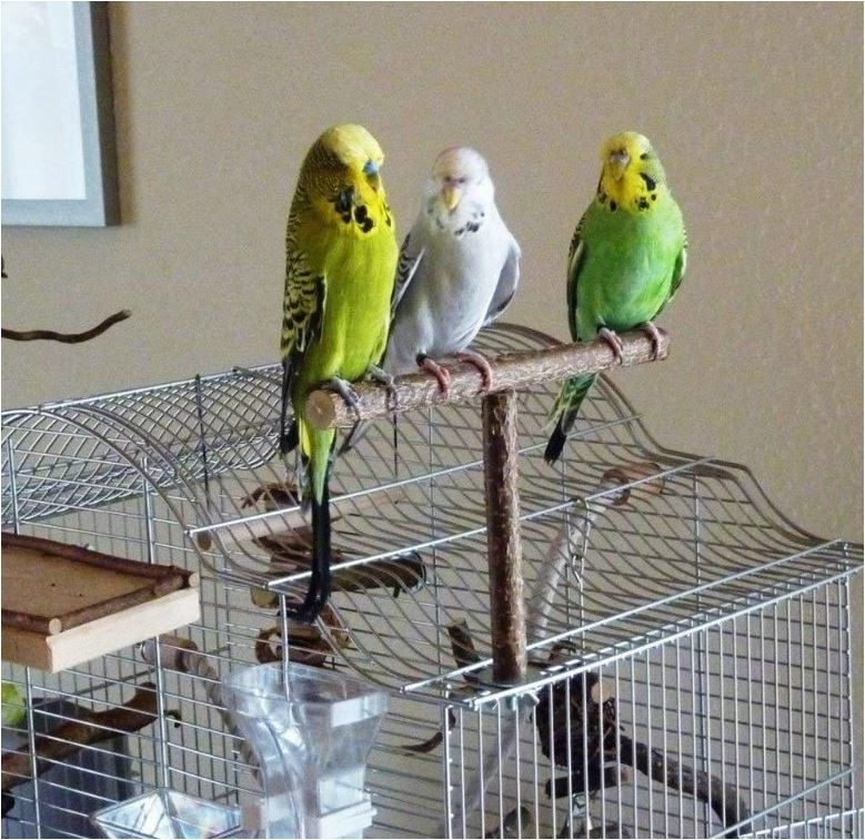 Discrimineren Inactief Wrak Houten vogel zitstok voor parkieten - kleine vogels | Dieren spullen -  gadgets | Welkom in onze webshop van Pippa - voordelige en hippe artikelen