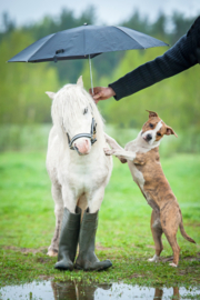 What is a good horse rug? 