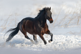 Looking after your horse in winter