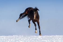 Paard geschoren: Dekenstress!