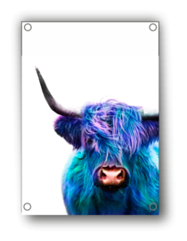 Tuin Poster | gekleurde hoogland koe|  50x70 cm