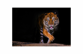 Inductieplaat beschermer | Bengaalse tijger
