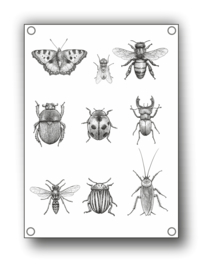 Tuin Poster | insecten |  50x70 cm