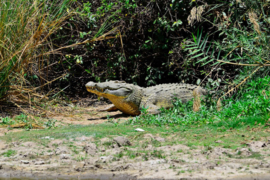 XXL wallpaper krokodil in Tanzania DD101062