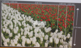 8123 Tulpen wit en rood Hollandse landschappen