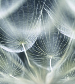 Dimex fotobehang paardenbloemen zaden macro 0123