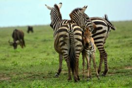 XXL wallpaper zebra familie in Tanzania DD100632