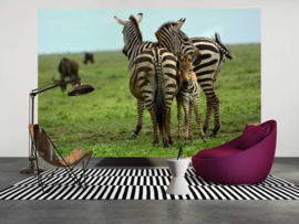XXL wallpaper zebra familie in Tanzania DD100632