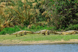 XXL wallpaper krokodillen in Tanzania DD101056