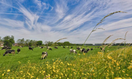 1016 Koeien in de wei Hollandse landschappen