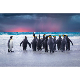Dimex fotobehang pinguins MS-5-0478