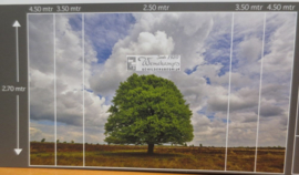 9621 Beukenboom op de heide Hollandse landschappen