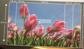 8184 Tulpen rose Hollandse landschappen