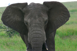 XXL wallpaper olifant in Tanzania DD100668