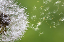 Dimex fotobehang blaasbare paardenbloem 0121