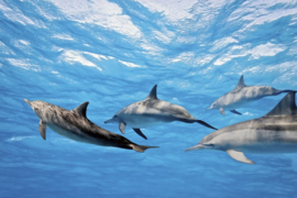 Dimex fotobehang dolfijnen 0218