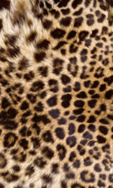 Dimex fotobehang luipaard huid 0184
